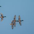 Vol de Canards colverts